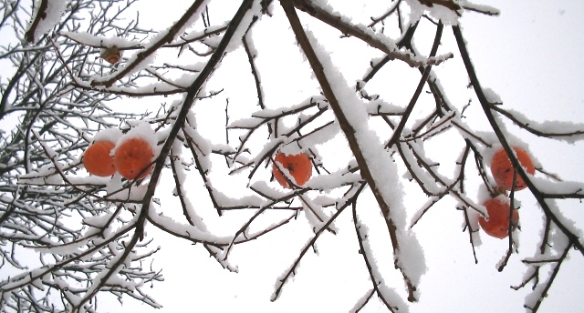 Bianco d''autunno